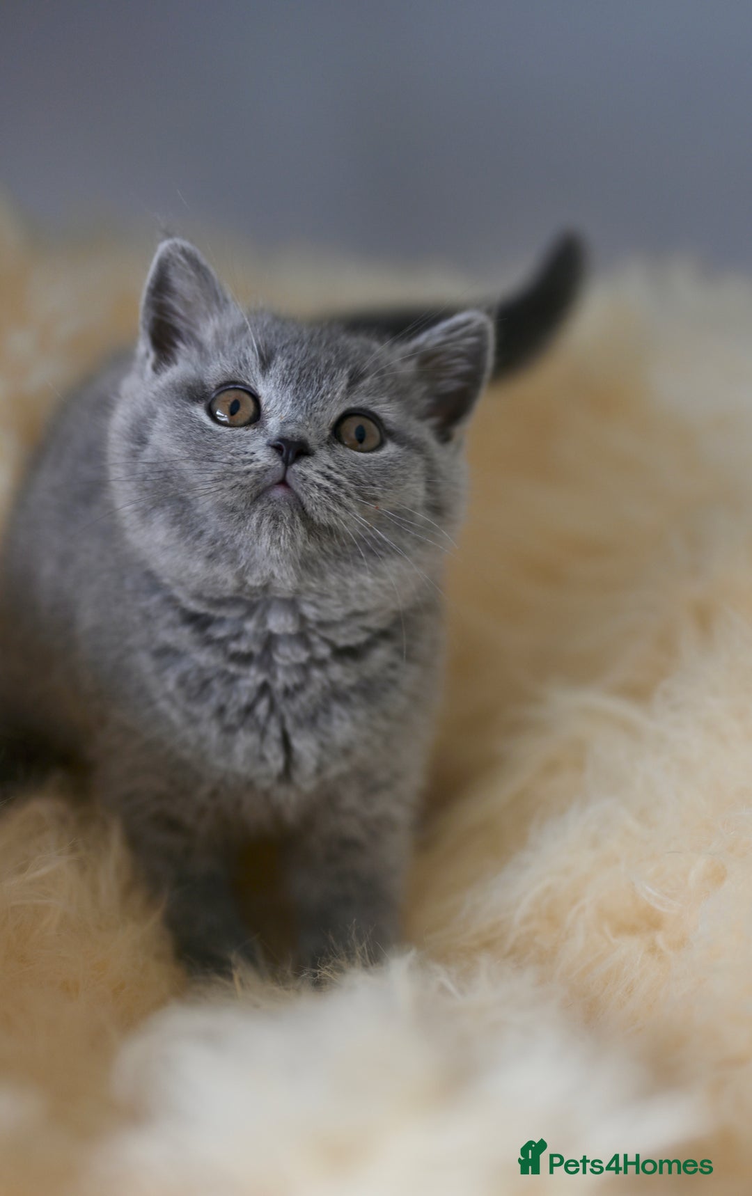 British Shorthair cats for sale: GCCF reg blue kittens  - Image 25