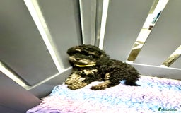 Cavapoo dogs for sale: READY NOW! Adorable Phantom F1b Cavapoo puppies  - Image 1