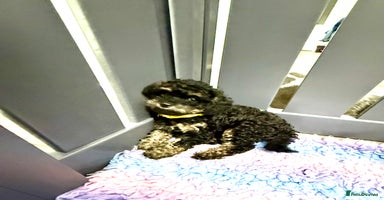 Cavapoo dogs - Advert 14