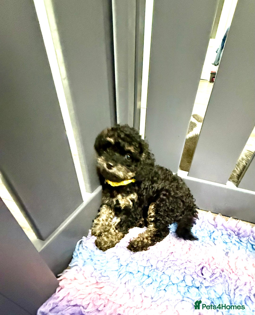 Cavapoo dogs for sale: READY NOW! Adorable Phantom F1b Cavapoo puppies  - Image 1