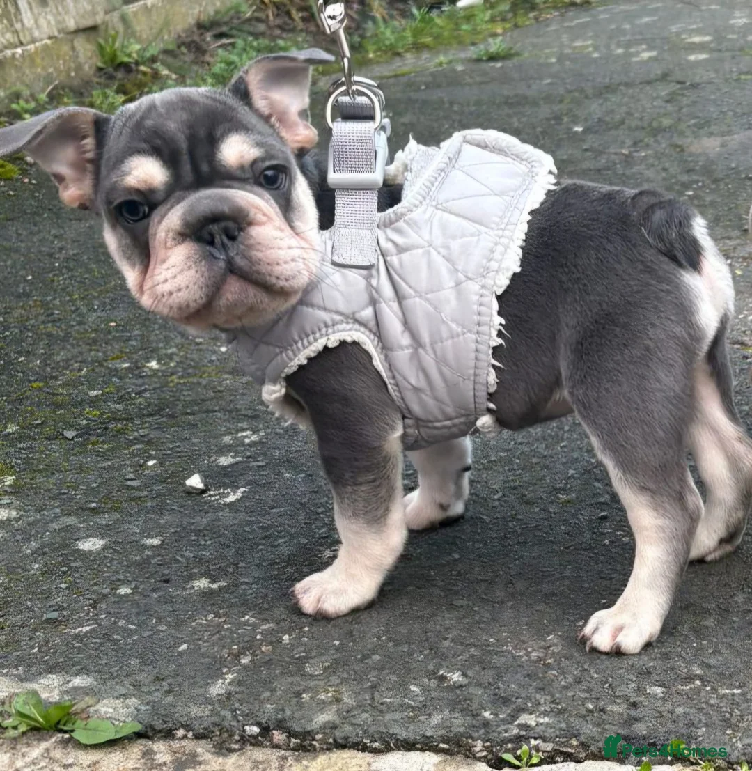 French Bulldog dogs for sale: French bulldogs  - Advert 2