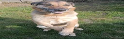 German Shepherd dogs for adoption: Bruno needs a foster or forever home - Advert 4