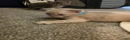 Bengal cats for sale: Adorable bengal X Scottish fold kittens - Advert 7