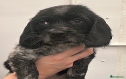 English Springer Spaniel dogs for sale: 2 springer spaniel puppies for sale  in Preston - Image 26