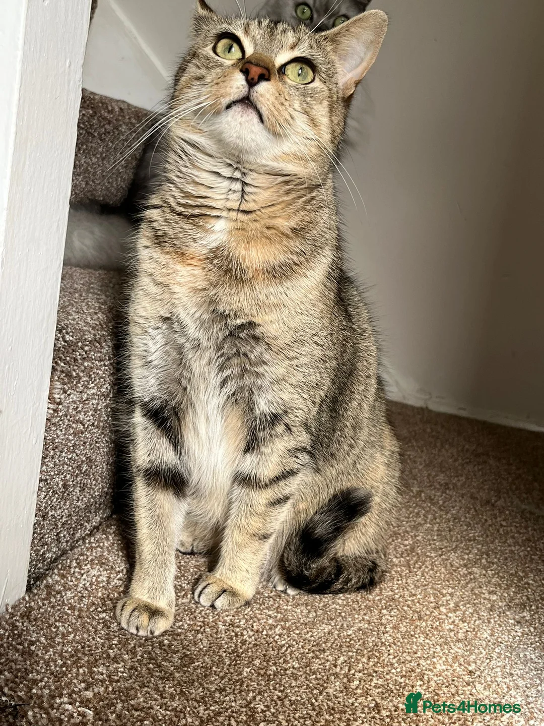 Domestic Shorthair cats for sale: Coco rehoming  - Advert 2