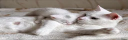 Domestic Shorthair cats for sale: Beautiful White Female Kitten – Loving Home Wanted - Advert 2