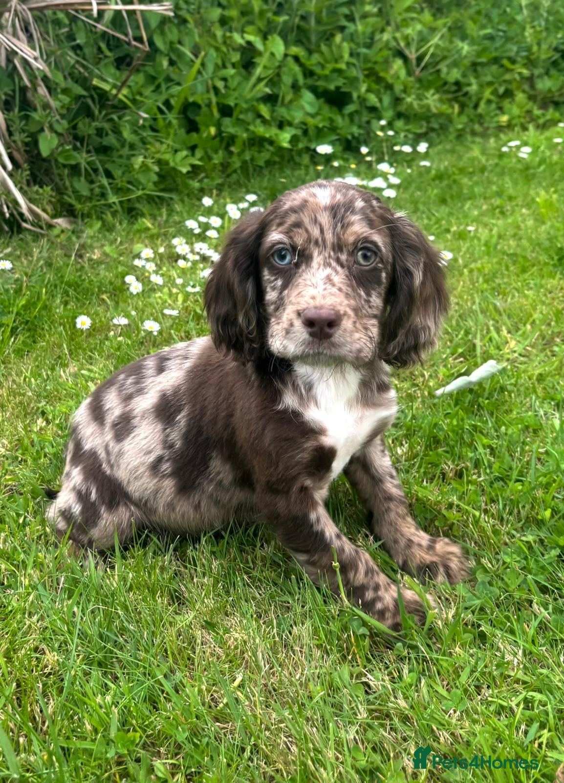 Cocker Spaniel Puppy 4