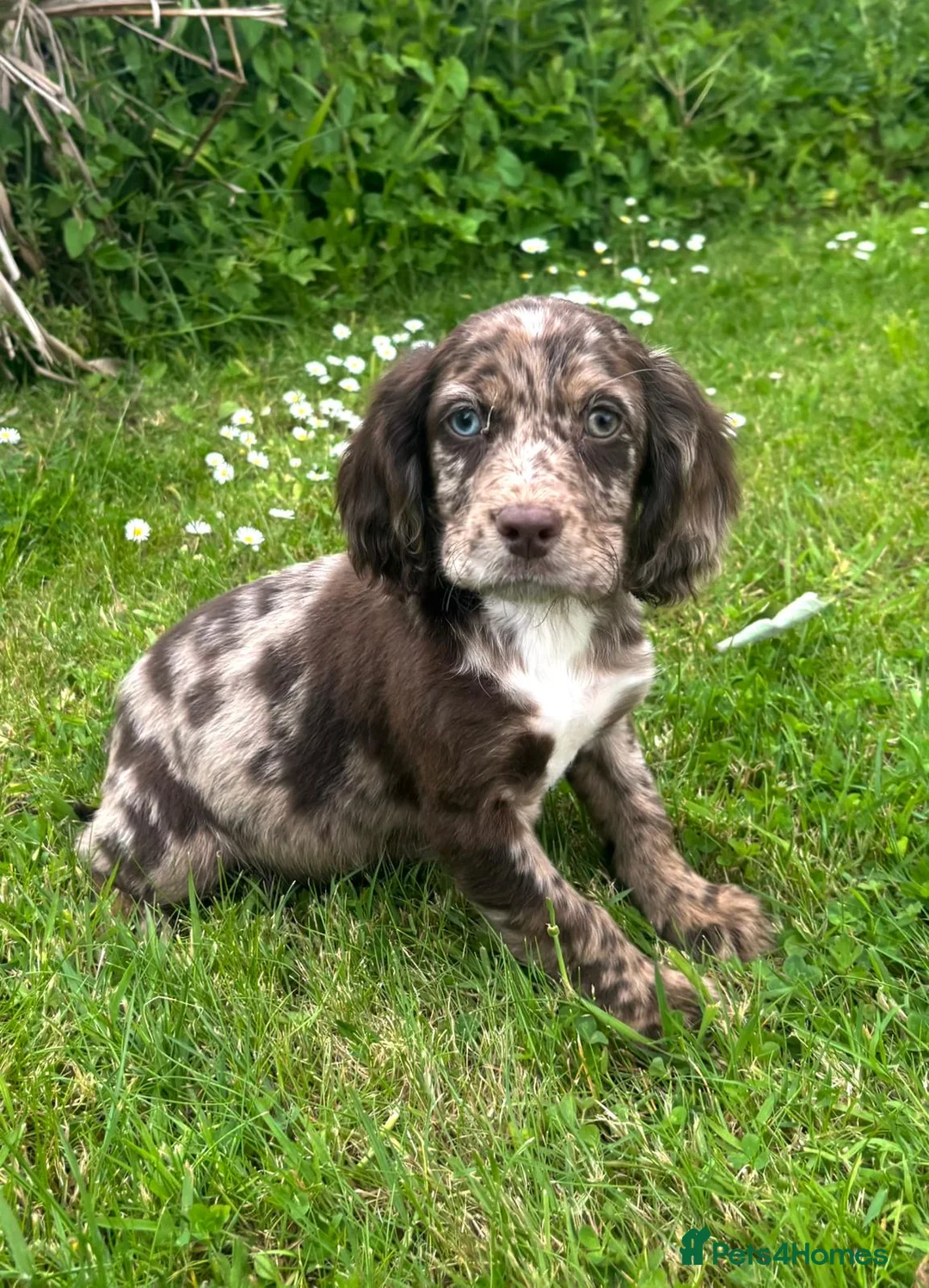 Cocker Spaniel dogs for sale: Cocker spaniel puppies for sale in ELY - Advert 10