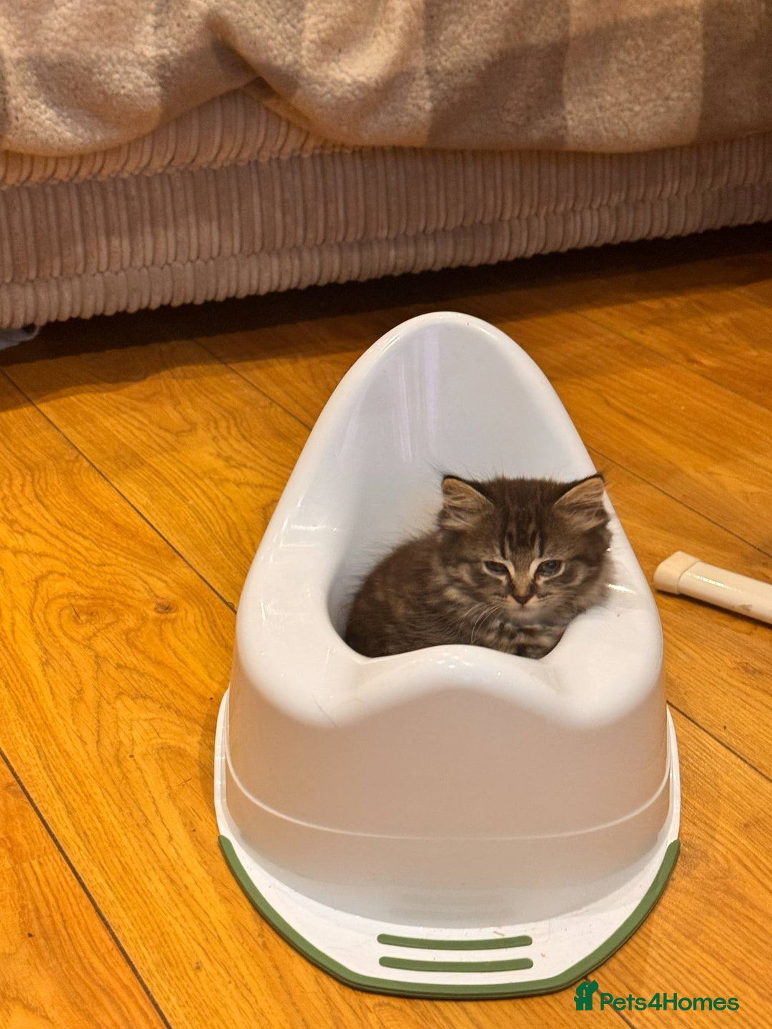 Persian cats for sale: Persian x  - Image 2