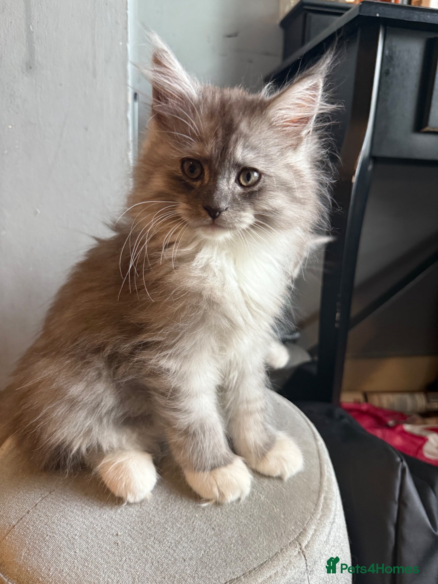 Mixed Breed cats for sale: Maine coon x Persian kittens  - Advert 1