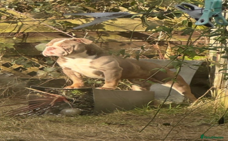 English Bulldog dogs - Advert 2