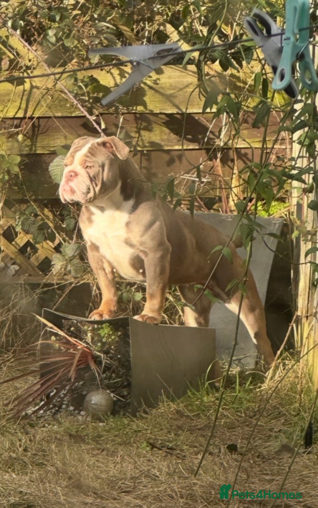 English Bulldog dogs for sale: English female bulldog  - Image 1