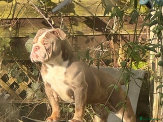 English Bulldog dogs for sale - Advert 1