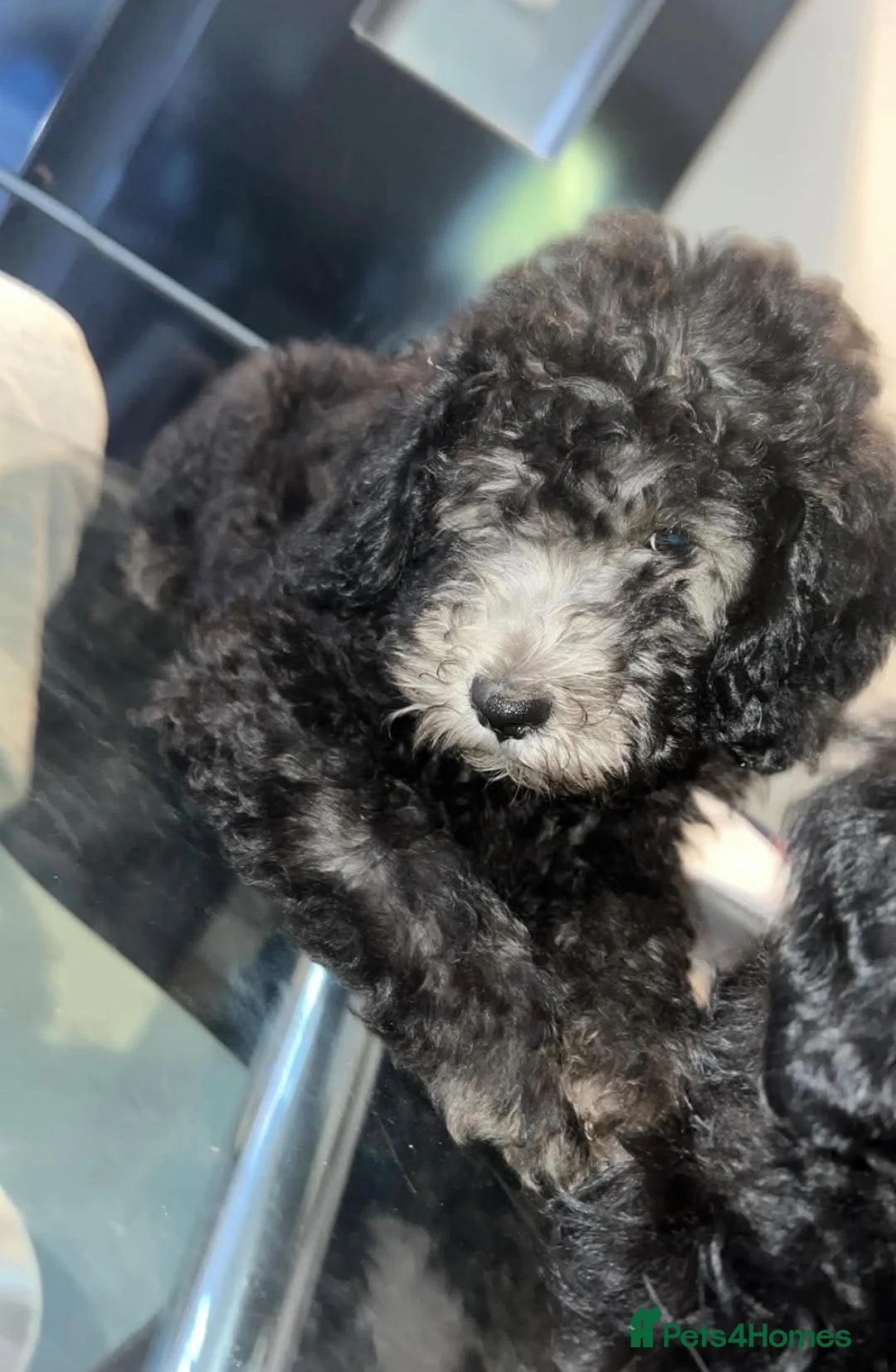 Sheepadoodle dogs for sale: Sheepadoodle  - Advert 1