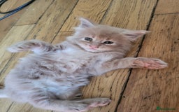 Maine Coon cats for sale: Beautiful Maine coon kitten boys - Image 9