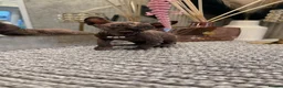 Sphynx cats for sale: 6 beautiful females  in King's Lynn - Advert 17