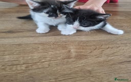 Mixed Breed cats for sale: Kittens  - Image 3