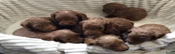 Cockapoo dogs for sale: Beautiful f2 cockapoo puppies - Advert 12