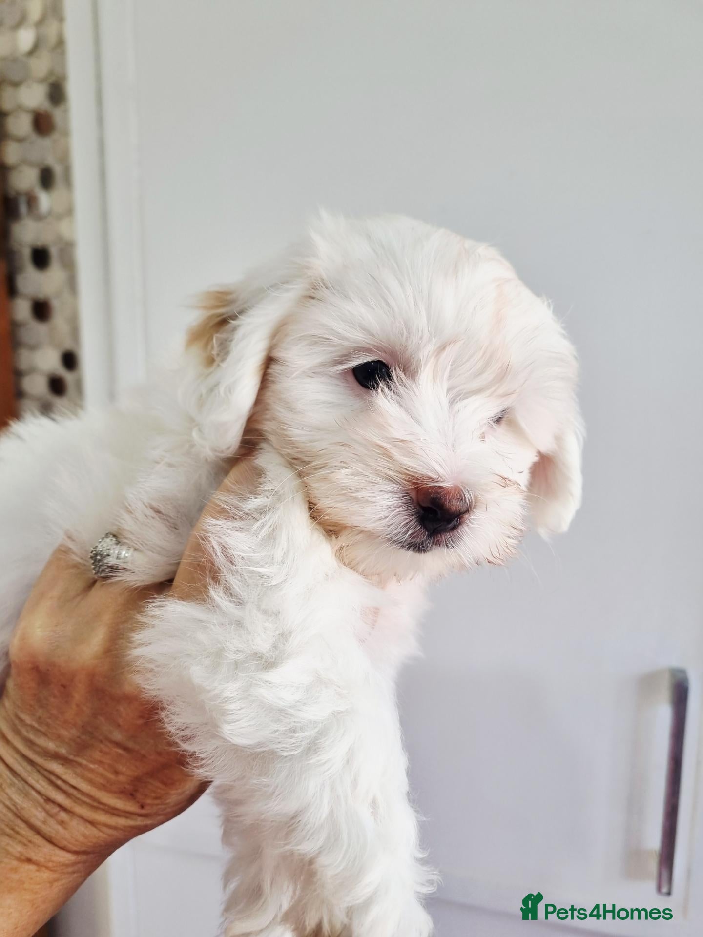 Maltipoo dogs Maltipoo 1 girl left - Advert 6