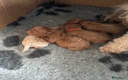 Poochon dogs for sale: Male poochon F1b - Image 10