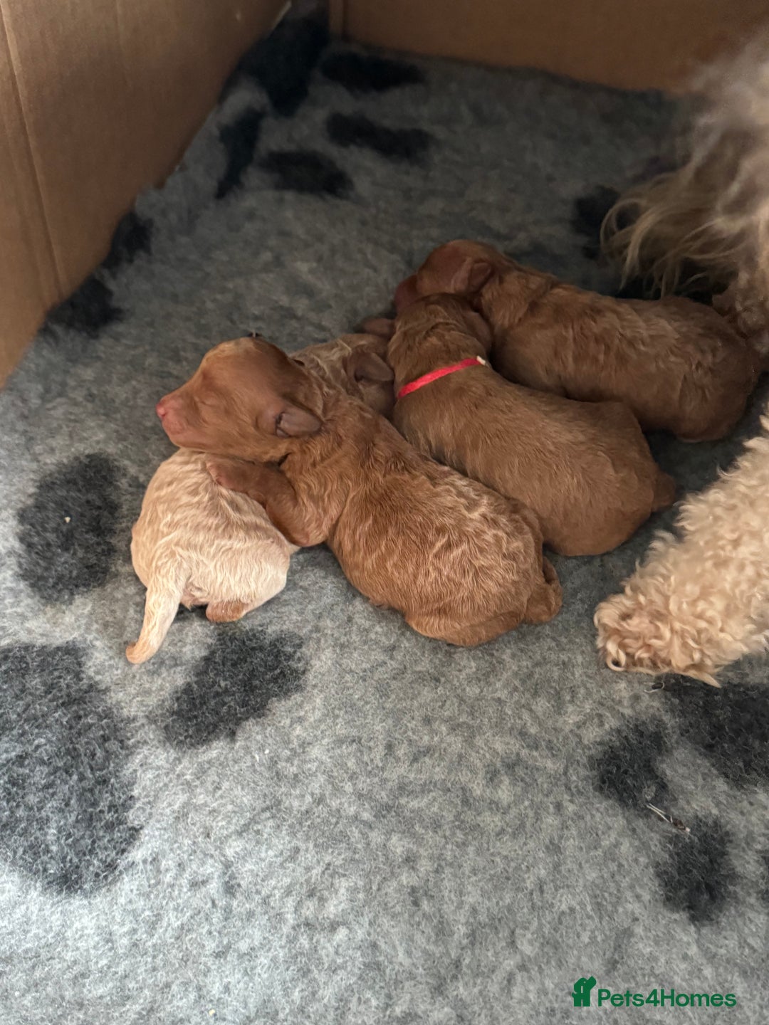 Poochon dogs for sale: Male poochon F1b - Image 10