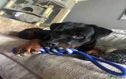 Rottweiler dogs for stud: Handsome Hugo - For Stud - Image 6