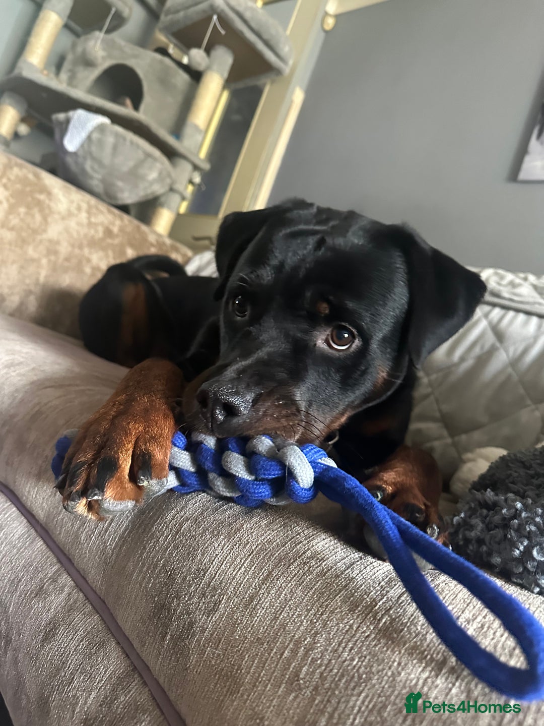 Rottweiler dogs for stud: Handsome Hugo - For Stud - Image 6