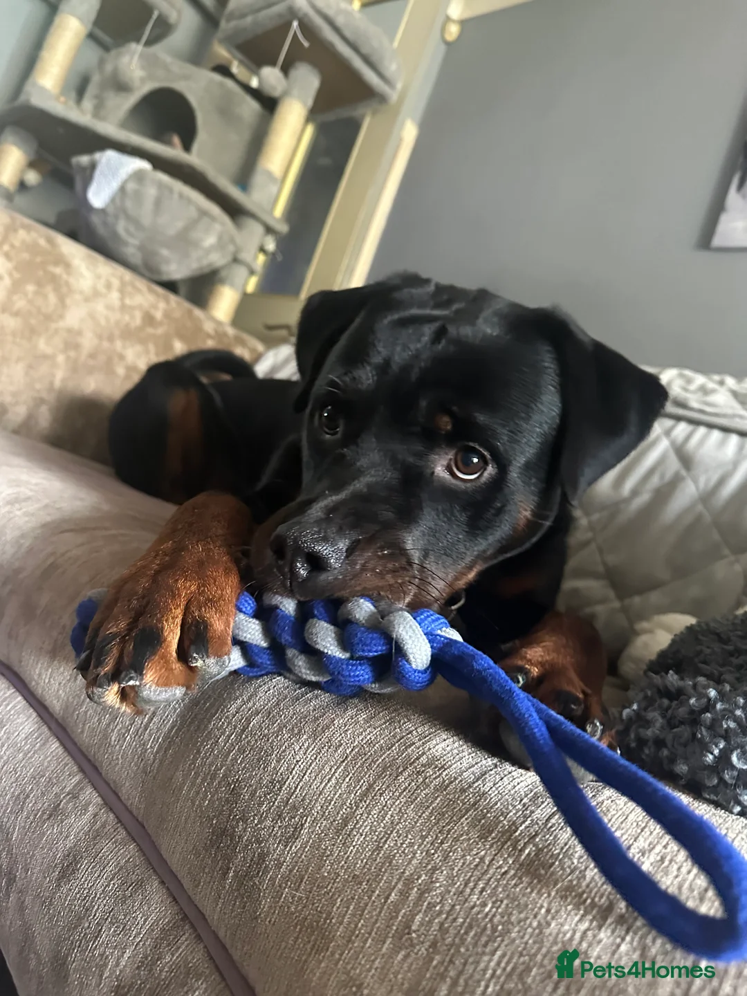 Rottweiler dogs for stud: Handsome Hugo - For Stud - Advert 6