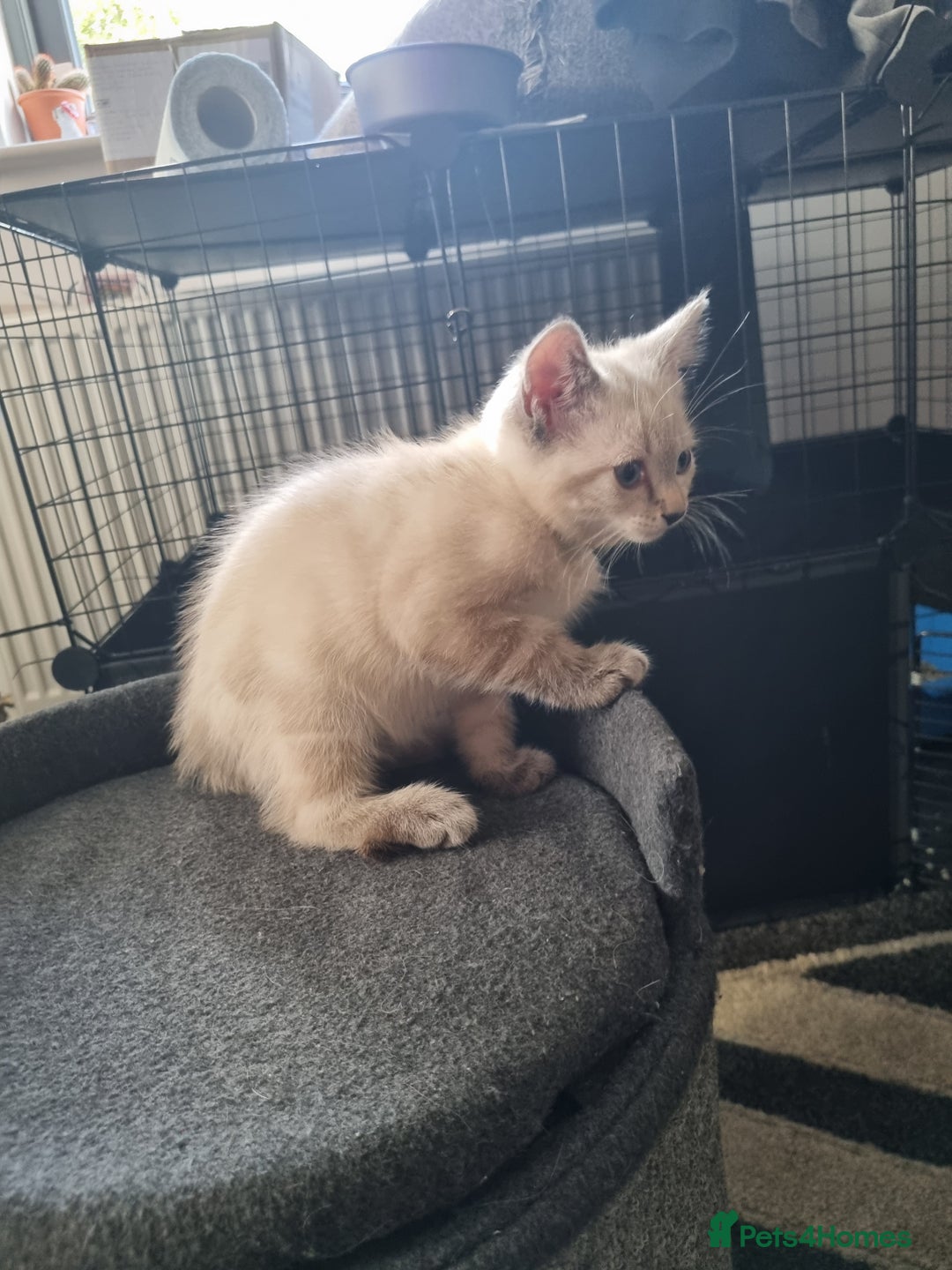 Ragdoll cats for sale: Ragdoll X Bengal - Image 7