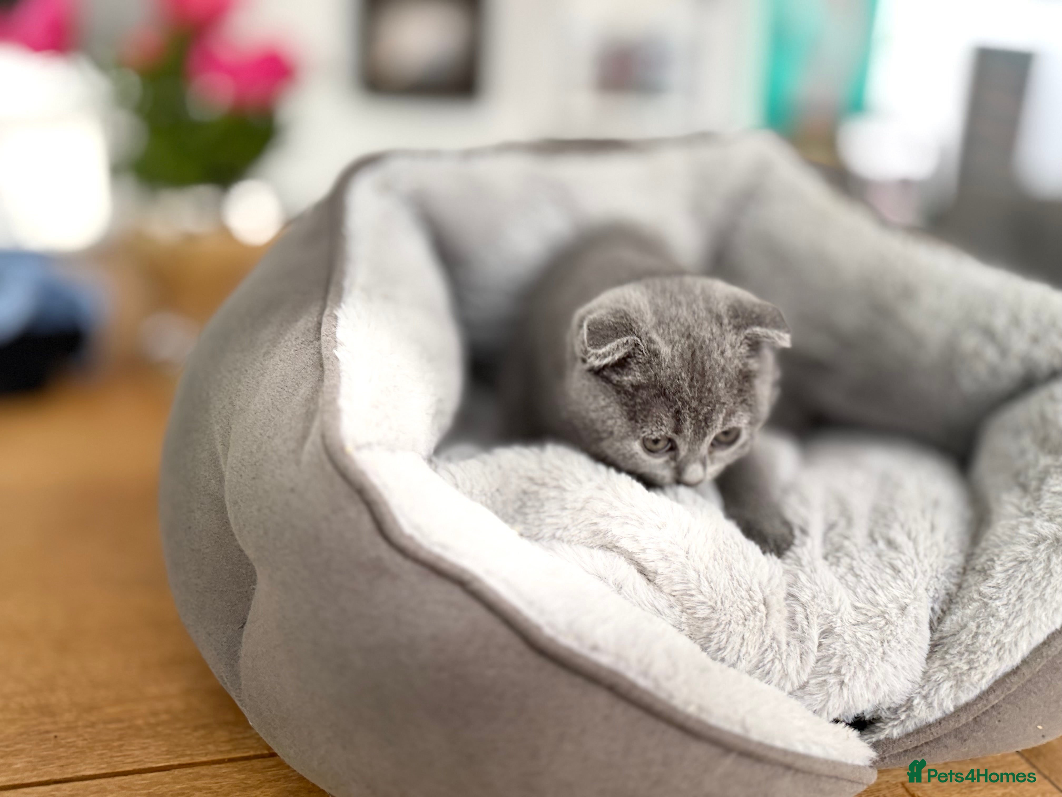 Scottish Fold cats for sale: 5 beautiful Scottish Fold’s kittens  - Advert 11