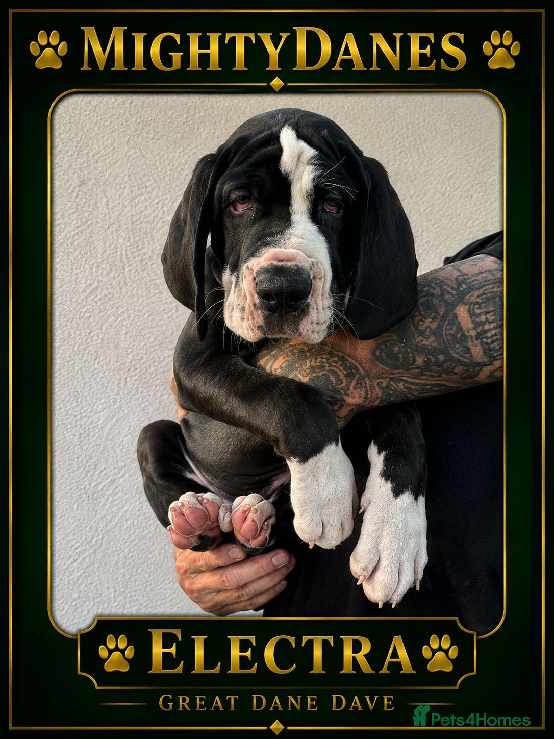 Great Dane dogs Chunky Great Dane puppies  - Advert 2