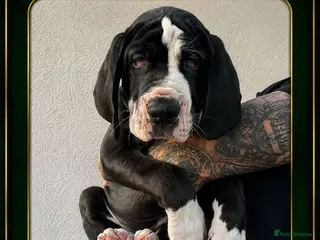 Great Dane dogs Chunky Great Dane puppies - Advert 1