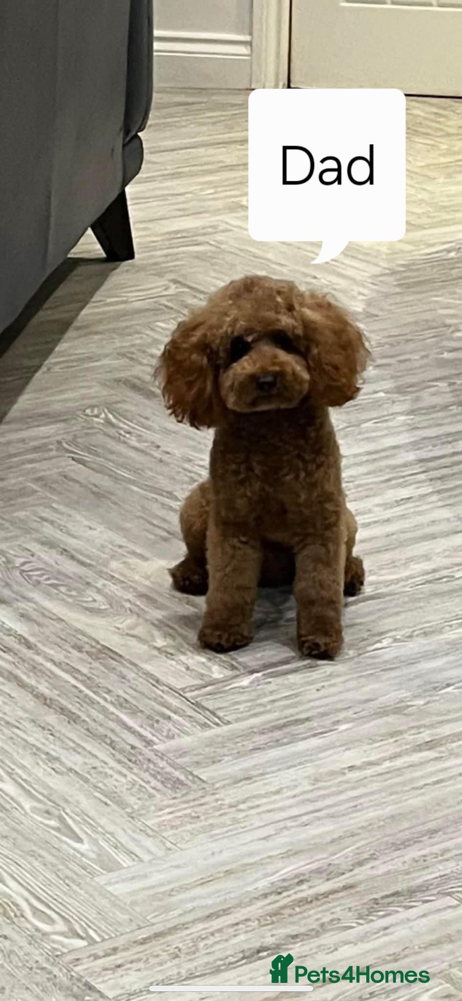 Toy Poodle dogs Red toy poodle - Advert 2