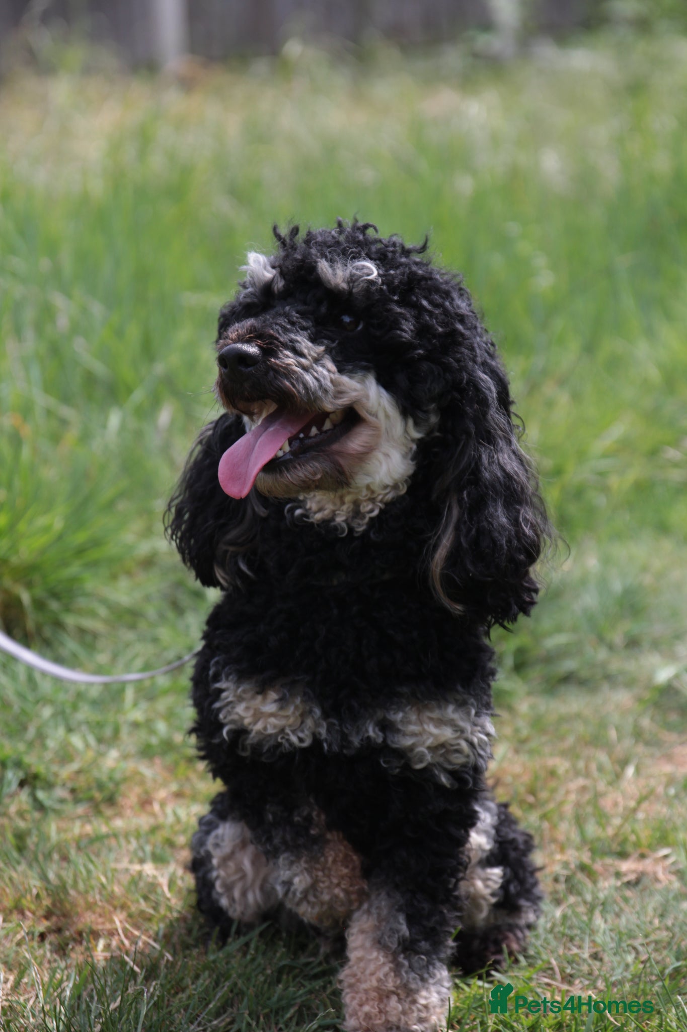 Miniature Poodle dogs for stud: Black phantom minature poodle (stud)  - Advert 6