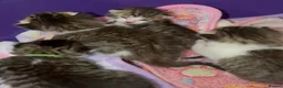 Mixed Breed cats for sale: Tabby kittens - Advert 11