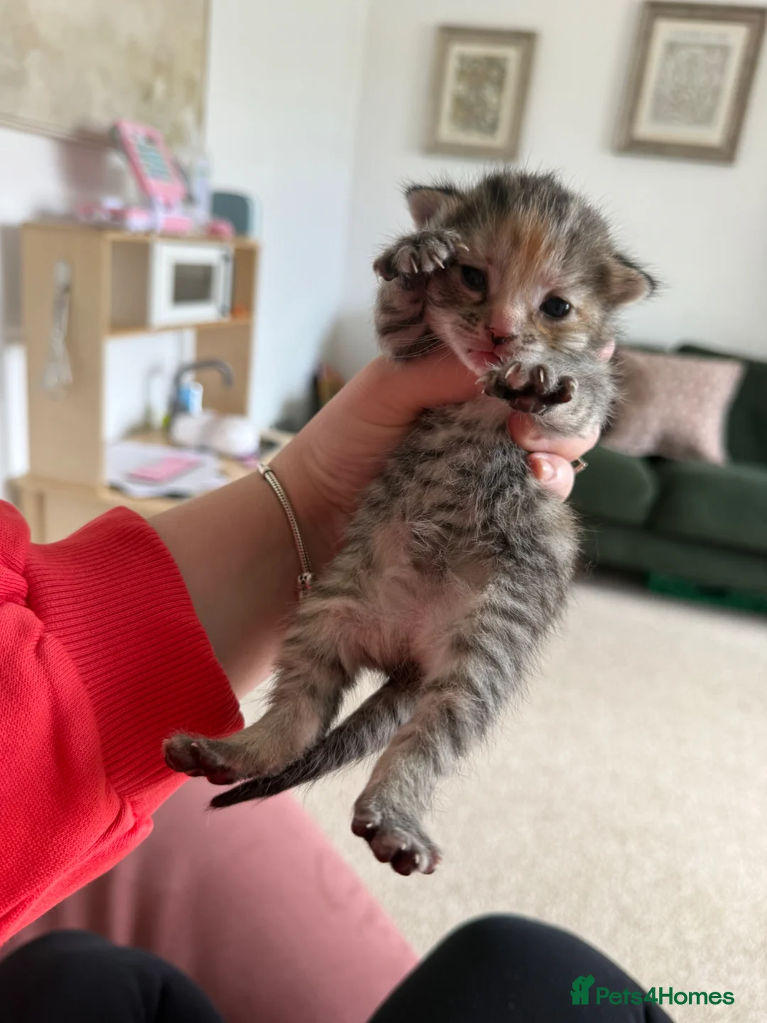 Mixed Breed cats for sale: 8 fluffy kittens looking for forever home in Sale - Advert 2