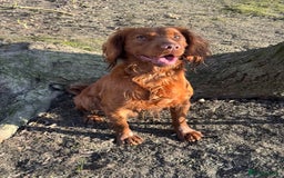 Cocker Spaniel dogs for stud: KC Reg, health tested Working cocker Spaniel in Barnsley - Image 7