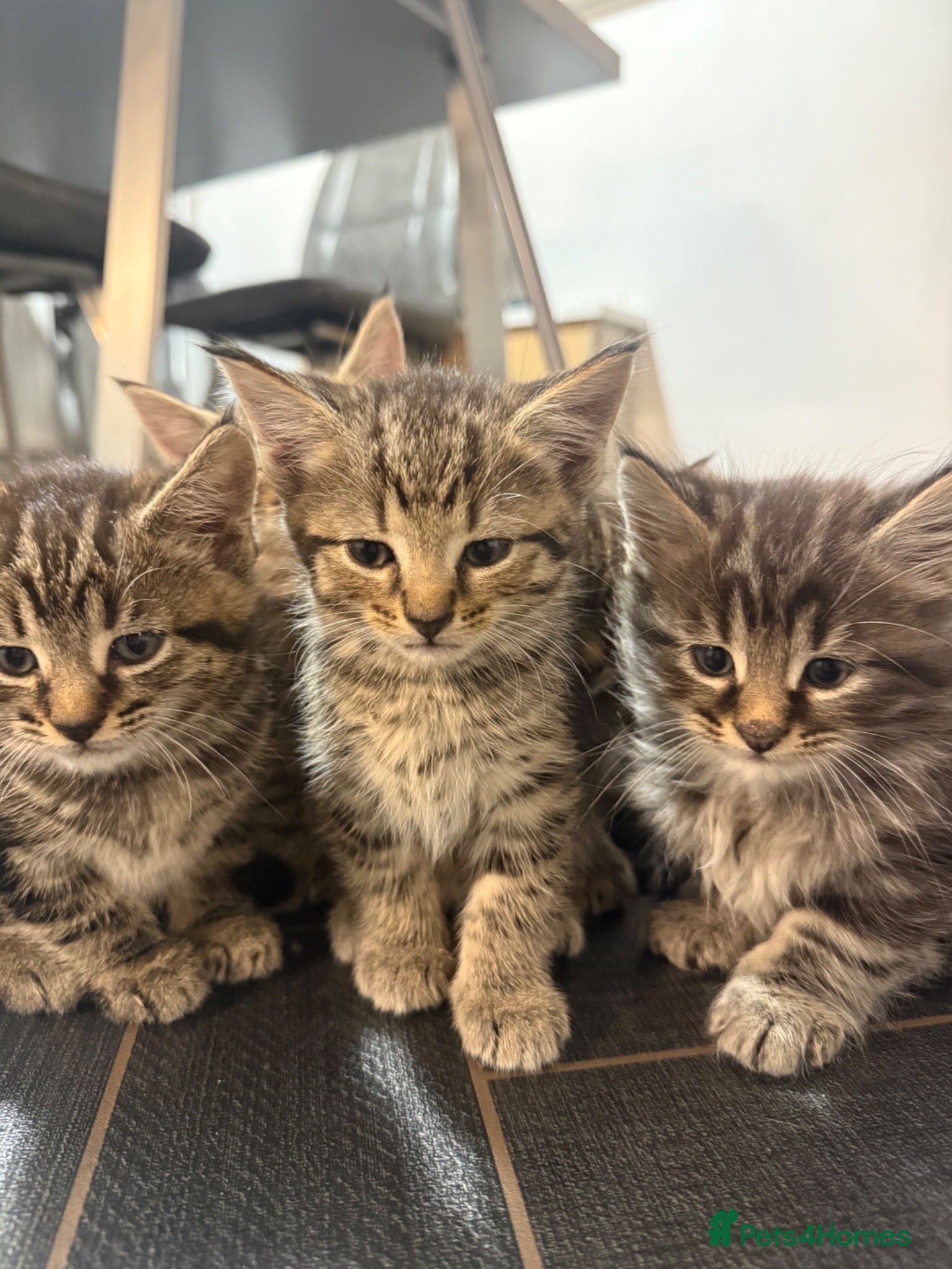 Maine Coon cats Main coon X kittens - Advert 10