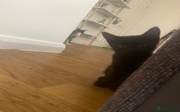 Bengal cats for sale: adorable bengal/tort kitties for sale - Image 20
