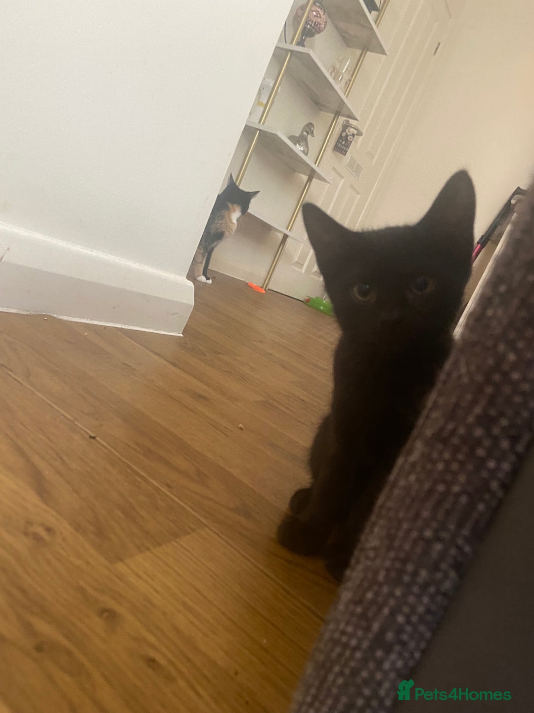 Bengal cats for sale: adorable bengal/tort kitties for sale - Image 20