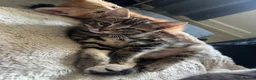 Domestic Shorthair cats for sale: 9 Gorgeous Kittens – Tabby, Ginger & Tortoiseshell - Advert 35