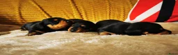 Miniature Dachshund dogs for sale: KC Stunning litter of girls 💗 - Advert 16
