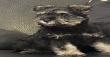 Miniature Schnauzer dogs - Advert 8