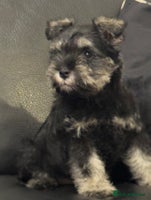 Miniature Schnauzer dogs - Advert 8