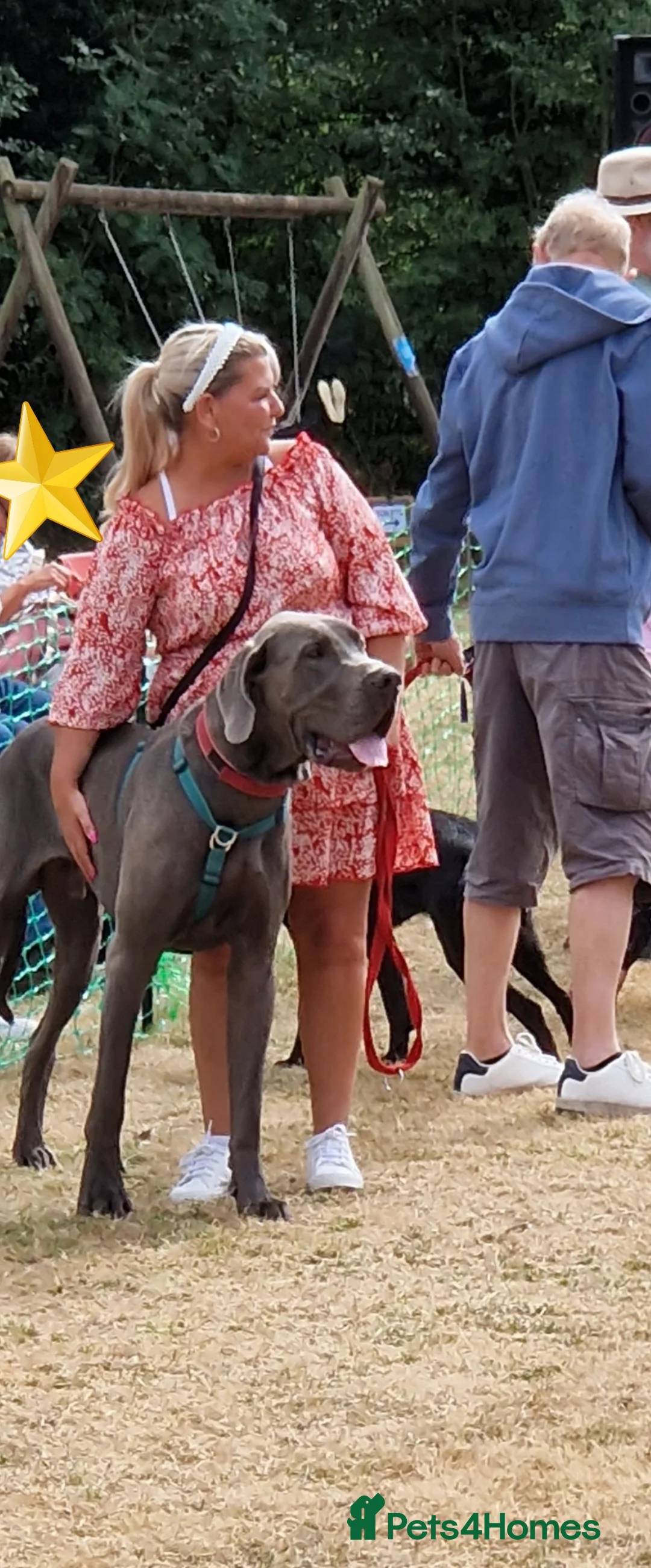 Great Dane dogs for stud: fully health tested proven outstanding solid blue in Thetford - Advert 19