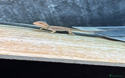 Bearded Dragon reptiles for sale: Beautiful bearded dragon babies for sale £100 - Image 4