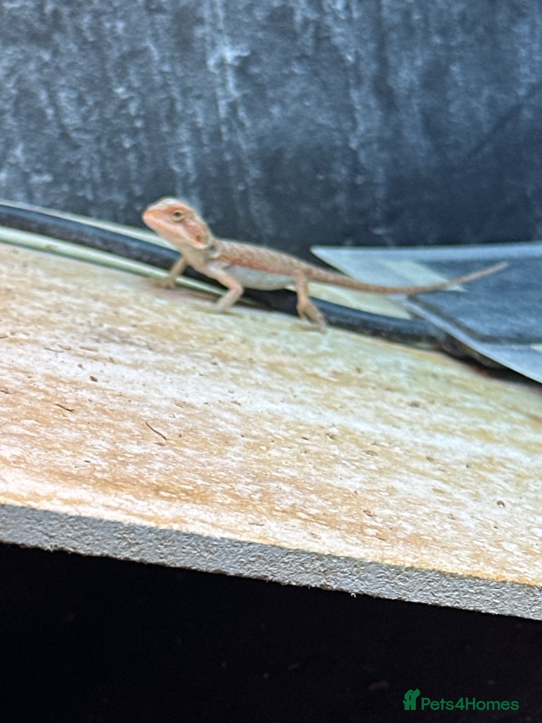Bearded Dragon reptiles for sale: Beautiful bearded dragon babies for sale £100 - Image 4