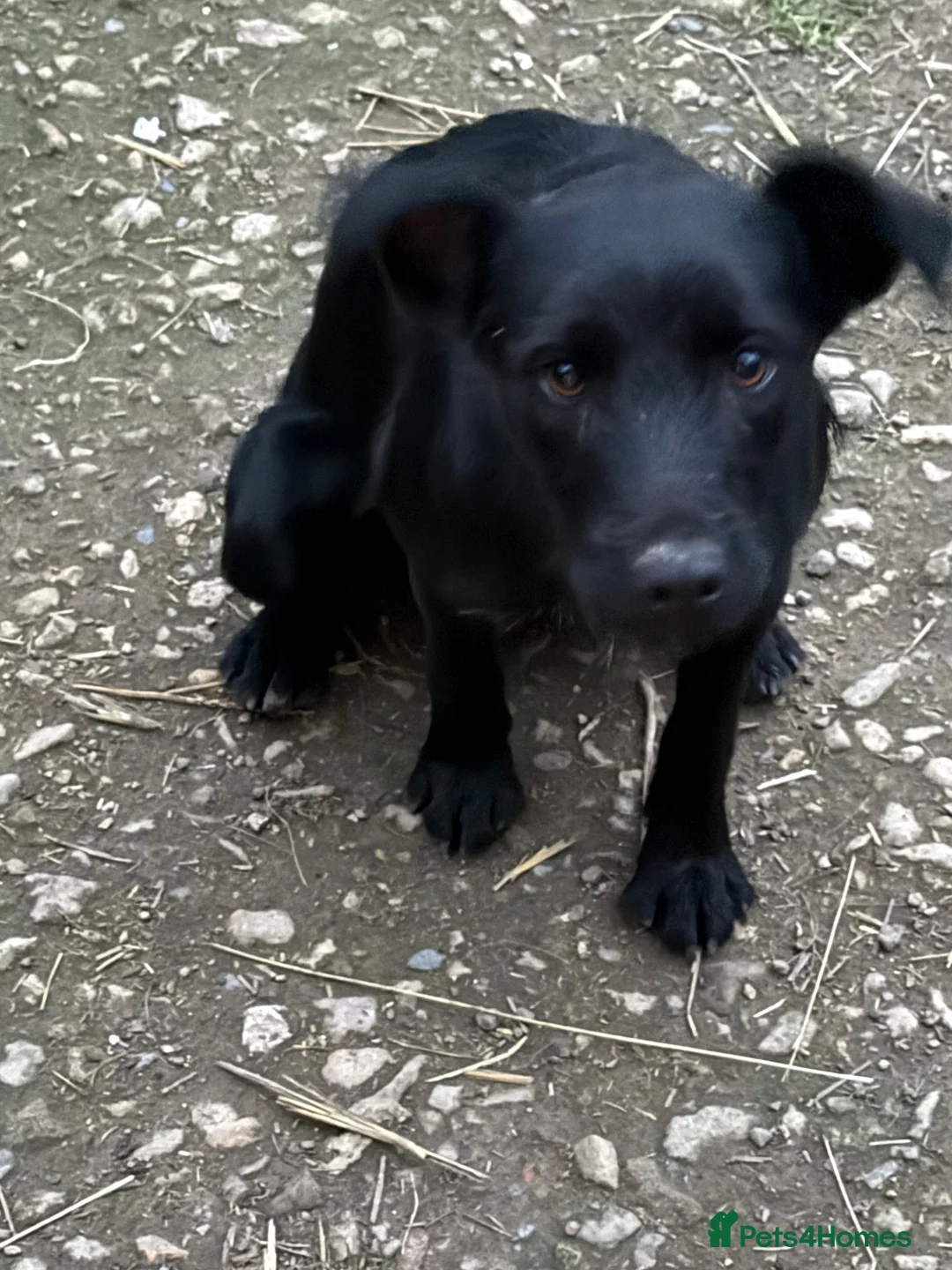 Mixed Breed dogs for sale: Seeking loving Active Parents for Tess - Advert 4