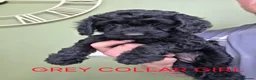 Cockapoo dogs for sale: F1 Cockapoos hereditary clear - Advert 5