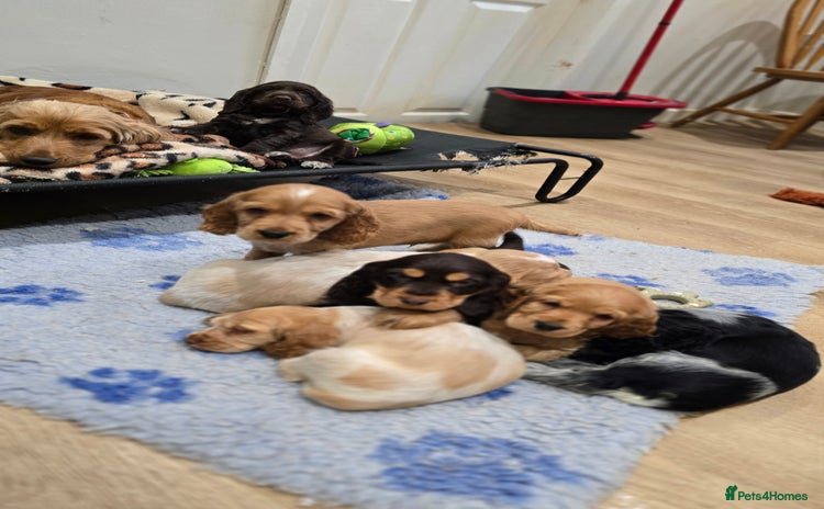 Cocker Spaniel dogs Show Type KC Reg Health Tested Cocker Spaniels - Advert 4